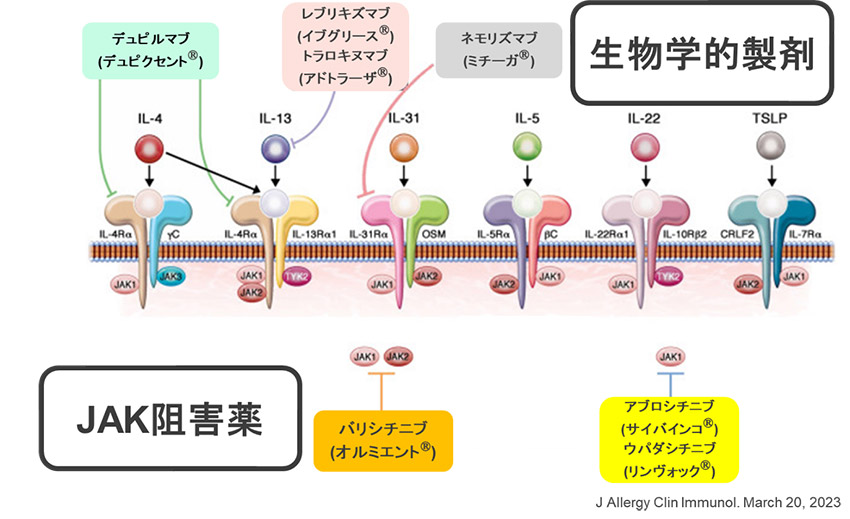 分子標的薬(生物学的製剤とJAK阻害薬)のイメージ画像